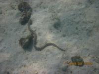 Unterwasserwelt Galapagos - Seeschlange