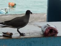 Puerto Ayora - Fischerhafen 01