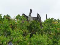 Puerto Ayora - Fischerhafen