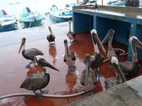 Puerto Ayora - Fischerhafen