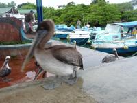 Puerto Ayora - Fischerhafen