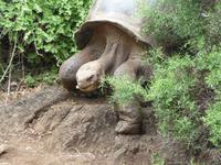 Charles Darwin-Forschungsstation