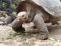 Charles Darwin-Forschungsstation