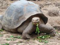 Charles Darwin-Forschungsstation