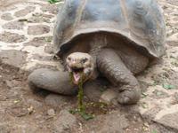 Charles Darwin-Forschungsstation