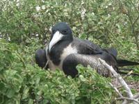 Insel Seymour Norte Fregattvogel