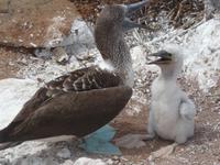 Insel Seymour Norte Blaufußtölpel