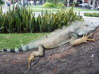 Guayaquil Leguanpark