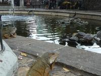 Guayaquil Leguanpark