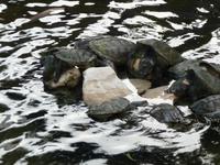 Guayaquil Leguanpark