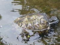 Guayaquil Leguanpark