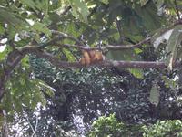 Cuyabeno -  Braune Baumschlange