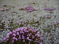 Cotopaxi Nationalpark