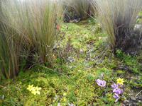 Cotopaxi Nationalpark