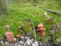 Pilze am Cotopaxi Nationalpark