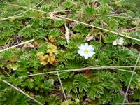 Cotopaxi Nationalpark