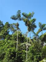 Fahrt mit dem Kanu im Cuyabeno-Nationalpark