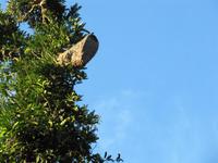 Wespennest im Cuyabeno-Nationalpark