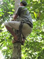 Diego klettert auf eine Palme im Cuyabeno-Nationalpark