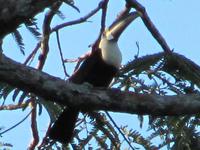 Tukan im Cuyabeno NP