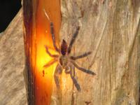Vogelspinne in der Tapir-Lodge