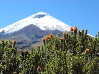 Der Cotopaxi 5.897 Meter