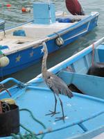 Reiher Fischmarkt in Puerto Ayora