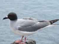 Möwe auf Seymour Norte