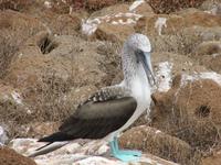 Blaufußtölpel Seymour Norte