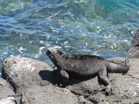 Meeresechse Seymour Norte