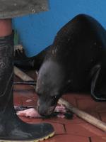 Fischmarkt in Puerto Ayora