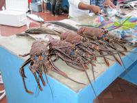 Fischmarkt in Puerto Ayora