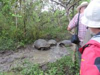 Landschildkröte im Hochland von Santa Cruz