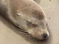 Seelöwe am Strand von Floreana