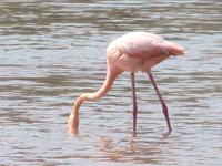 Flamingos am Punta Comorant auf Floreana