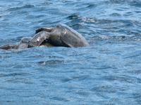 Meeresschildkröte bei der Paarung