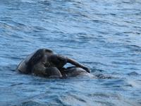 Meeresschildkröte bei der Paarung