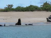 Seelöwe- Post Office Bay Floreana