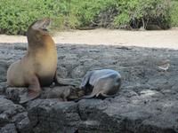 Seelöwe -  Post Office Bay Floreana