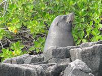 Seelöwenbulle in der Bucht der Post Office Bay