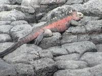 Meeresechse in der Bucht der Post Office Bay