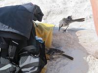 am Strand der Gardner Bucht auf Espaniola