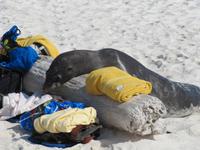 Seelöwe am Strand der Gardner Bucht auf Espaniola