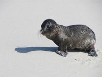Seelöwe am Strand der Gardner Bucht auf Espaniola