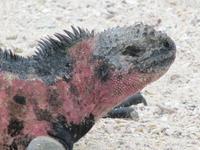 Meeresechsen auf Espaniola