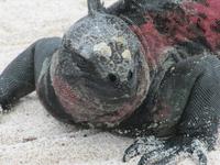 Meeresechsen auf Espaniola