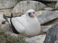 Nazcatölpel auf Espaniola