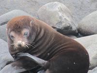 Seebär auf Espaniola