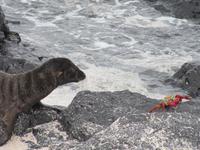 Junger Seelöwe jagt eine Krabbe