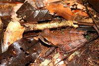 Zipfelfrosch im Regenwald